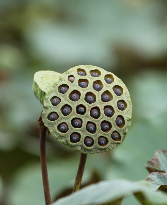 lotus, seed pod, plant, seeds, aquatic plant, nature, flora, lotus, lotus, lotus, lotus, lotus, plant, seeds, nature, nature, nature