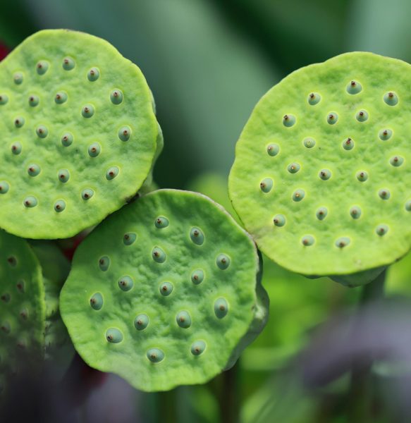 Detailed macro shot of green lotus seed pods with a blurred natural background, showcasing intricate patterns.